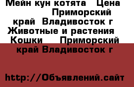 Мейн кун котята › Цена ­ 25 000 - Приморский край, Владивосток г. Животные и растения » Кошки   . Приморский край,Владивосток г.